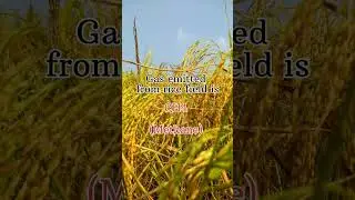 #agronomy #agriculture #afo #ibps #rice #agro