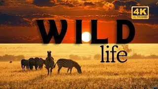 Wild life in 4K at Discoverme #animals #wildlife #wildanimals #wildanimal #jungle #forest #birds