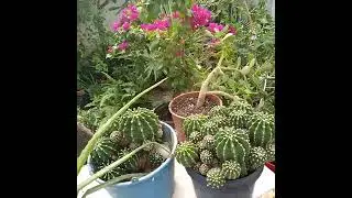 El cortinal Masetas y arbustos 