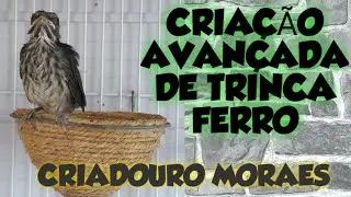 CRIAÇÃO AVANÇADA DE TRINCA FERRO