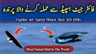 Fighter Jet Speed Attack Bird | The Most Fastest Bird In The World | Peregrine Falcon