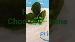 Unboxing Marimo Moss Balls From KavalliSaleShop On Ebay