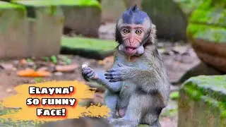 Cheeky Baby Elayna Keeps Food in Her Mouth 🐒💖,@monkeyscorner