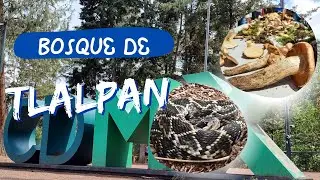 Bosque de Tlalpan, uno de los pulmones de la CDMX