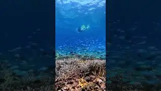 🤿Prepare to be amazed by the vibrant marine life and stunning coral reefs! #adventuretime