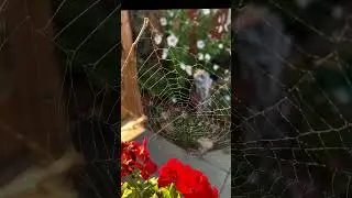 Is that a Fairy?! 🧚&zwj;♀️ #natureartistry #spiderwebs #fairies #shorts
