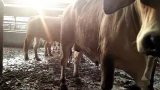 Sapi  brahman cross