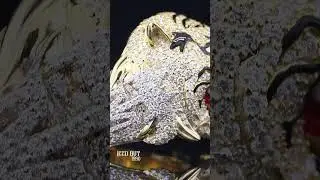 Custom Iced Out Ring Tiger Head Ring Hip Hop Ring  | Iced Out 1990#moissanite #icedoutjewelry