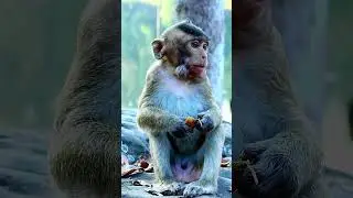 Smart Baby Monkey Learn to eat