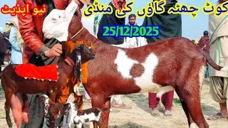25 Dece 2025 kot Chhota Bakra Mundra Mandi ki complete update 03194229636 at malik Waqas Goat Farm