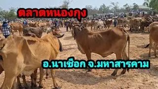 19 ม.ค.69 ตลาดหนองกุง อ.นาเชือก จ.มหาสารคาม