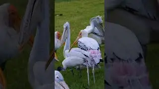 EP35. Great white pelican birds and  Painted stork Bird #birds #birdreview #animals