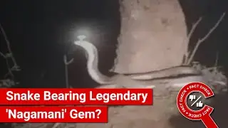 FACT CHECK: Viral Image Shows Snake Bearing Legendary 'Nagamani' Gemstone on its Head?