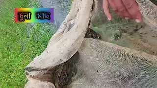 চুনা মাছ ধরতে,#fishcathing 