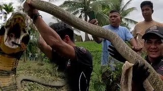 PINAKA MATAPANG NA KING COBRA NA NAHULI SA BICOL