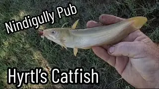 Hyrtl&rsquo;s Catfish Fishing at the Nindigully Pub