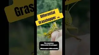 Meet the Differential Grasshopper 🦗