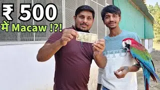 Macaw Price in India | Beaware Message For All | Macaw Breeding Farm Ahmedabad
