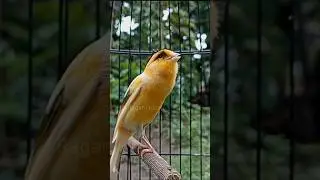 il canto del canarino chiama l'amico