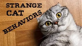 Top 10 Cat Strange Behaviors Explained