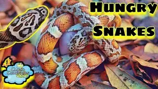 Some of my favorite snakes. Feeding, rodents, and more.