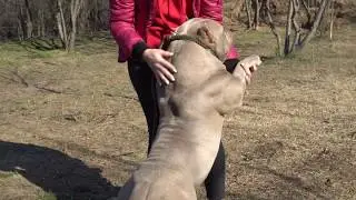 MR.CUB VERY EXTREME AMERICAN BULLY 17 MONTHS OLD .PRODUCT BIG DOGS ROMANIA KENNEL