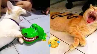 You Laugh You Lose 😹😜 Funniest cats and Dogs 2026 😂 #9