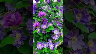 Nature's Beautiful Flowers Clematis and Rose Bloom |