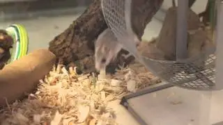 Perdido Key Beach Mice