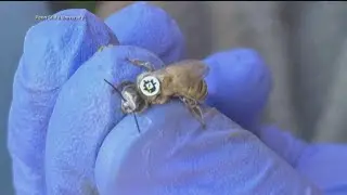 Bees wear tiny QR codes to track movements