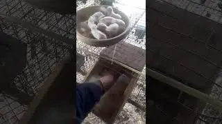 Rabbit Baby Counting: Day 10 at Rajput Rabbit Farm Jhelum