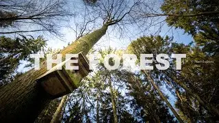 The Belgian Forest