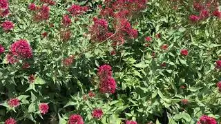 Centranthus or Red Valerian Flowers.