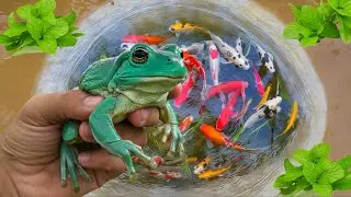 I found big frogs and ornamental fish in tiny pond,  koi fish, goldfish, betta fish, turtle, Glofish