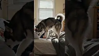 🛏️Wake up call from your active husky 🐕 Cute doggy turns on your day✨