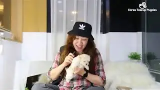100% real review of KOREA TEACUP PUPPIES