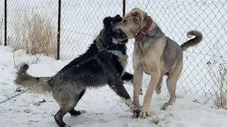 BOZO İLK GÜNDEN BÜTÜN KÖPEKLERE MEYDAN OKUDU. PANİ VE BOZO ARASINDA SAVAŞ BAŞLADI. 