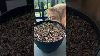 How we grow cat grass