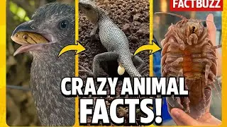 👉 &ldquo;Unbelievable Animal Moments Caught on Camera 😱 | Rare Nature Facts | FactBuzz Shorts&rdquo;2025