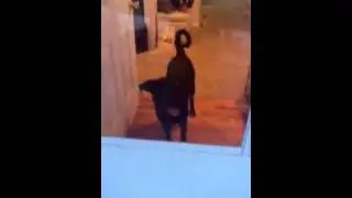 DogGoneWild!