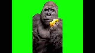 Gorilla eating bell pepper shocked face reaction meme (Green Screen)