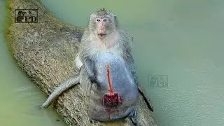 Look Very Pitiful Animals Wildlife He is Screaming for Mummy, Baby Monkeys Crying Loudly