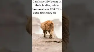 Curious Cat Chronicles Hilarious Feline Facts You Won't Believe! #cat #catlover #cutecat #catfacts