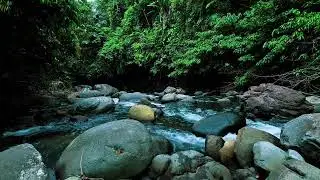 Lost in the Flow &ndash; Deep Jungle River Sounds for Sleep, Focus, and Escaping Overthinking