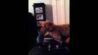 Barking Cavapoo