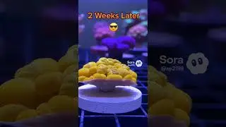 How to frag an Og bounce mushroom #howto #how #ocean #coral #aquarium #teaching