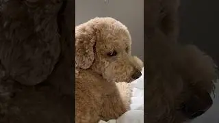 &ldquo;if u dont agree then ur da proBlem&rdquo; -Oliver #dogcomedy #dogs #dogowners