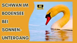 #Schwan bei #Sonnenuntergang im #Bodensee. #Swan at #sunset in #lakeconstance. #relax #nature #4k