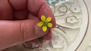 Dandelion & wood avens
