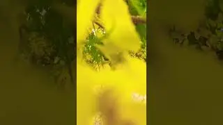 Guess the amazing yellow flowers name #yellowflower #amazing #youtube
